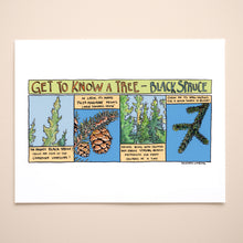 Load image into Gallery viewer, Get to know Black Spruce