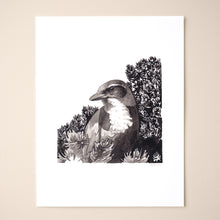 Load image into Gallery viewer, Scrub Jay