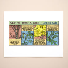 Load image into Gallery viewer, Get to know Green Ash