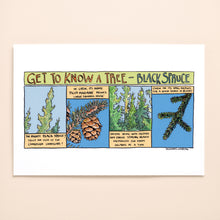 Load image into Gallery viewer, Get to know Black Spruce