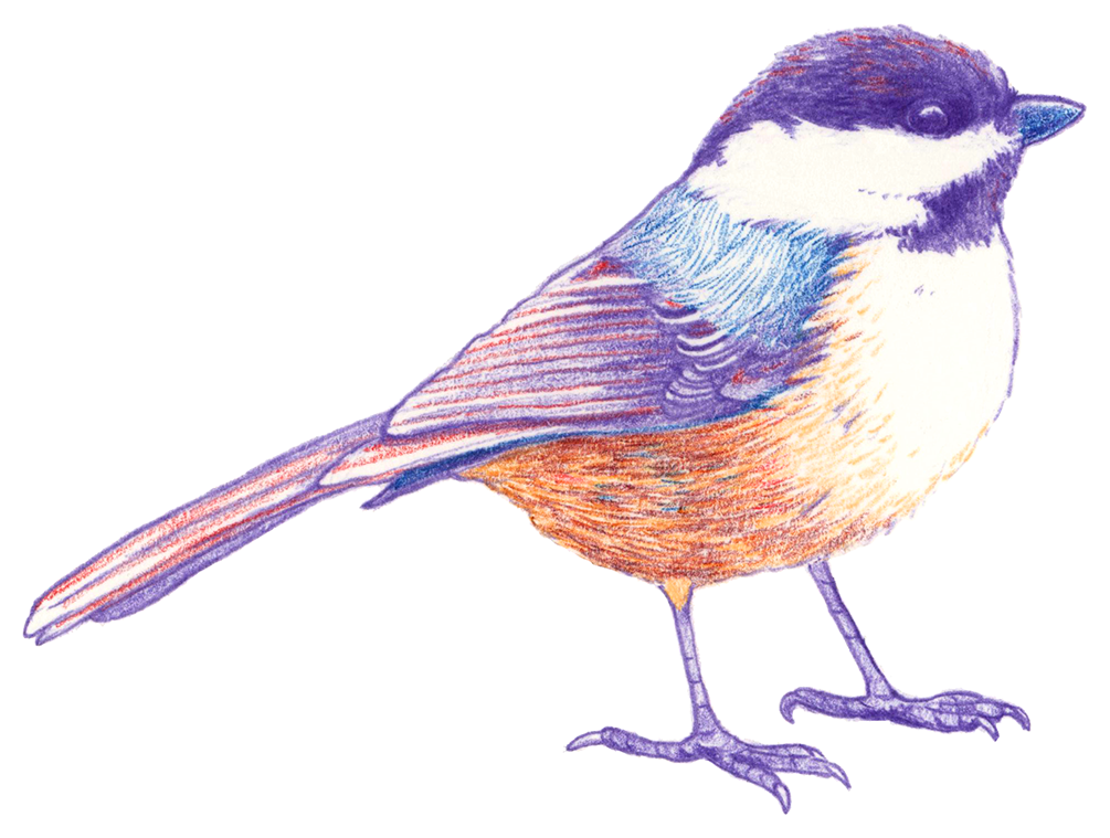 Chickadee Sticker False Knees Store Chickadee sticker false knees store