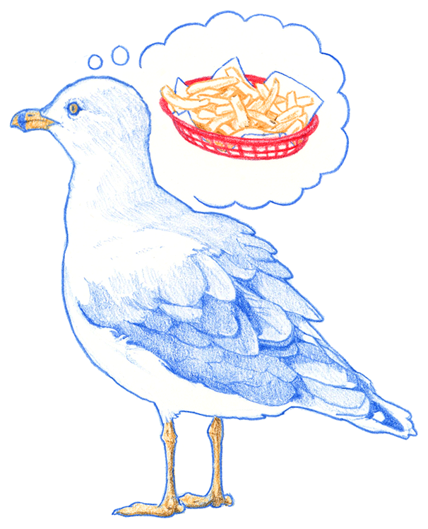 Gull Sticker False Knees Store Gull sticker false knees store