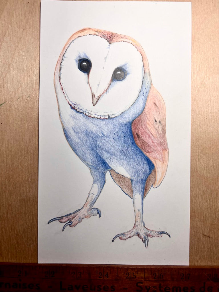 Barn Owl in Pencil