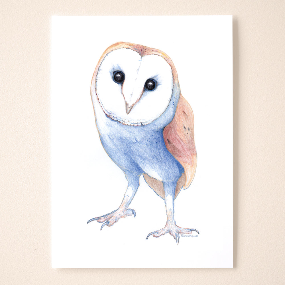 Barn Owl (In Crayon)